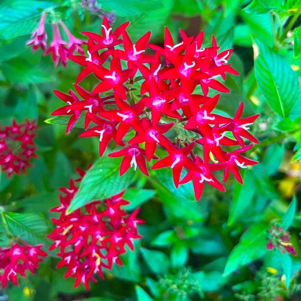 Meet your Posher, Kendall